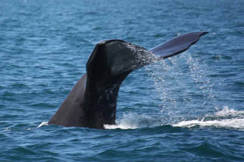 Nieuw-Zeeland 2011 - 1247